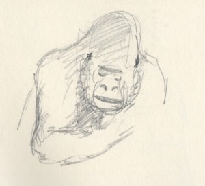 gorilla