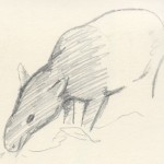 tapir tapir